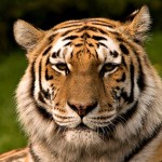 Sibirischer Tiger Original