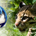 thunderbird_ocelot